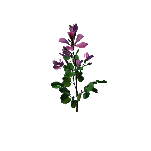 Flower Bauhinia Variegata1 1
